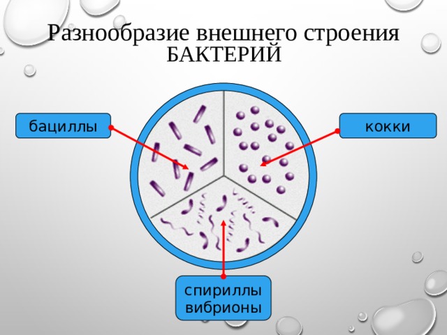 Подпиши изображения используя слова из предложенного списка вибрионы стафилококки спириллы бациллы