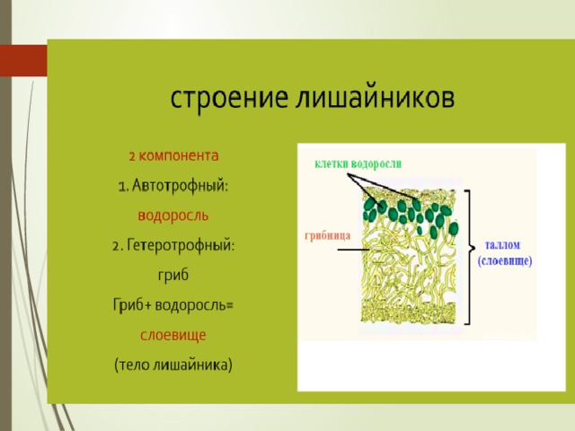 Биология 5 класс схема лишайника