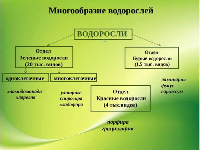 Низшие растения группа отделов водоросли 7 класс. Многообразие водорослей таблица. Все отделы водорослей. Схема многообразие водорослей. Радуга и водоросли что их объединяет проект по биологии