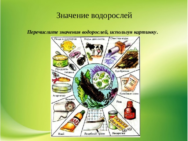 Создайте обобщенную схему значение и использование водорослей 5 класс биология