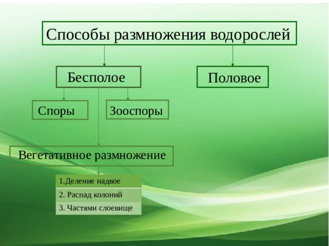 Размножение бесполое водорослей схема