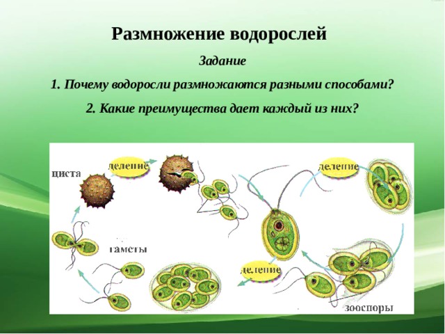 Среда размножения водорослей. Размножение водорослей схема.