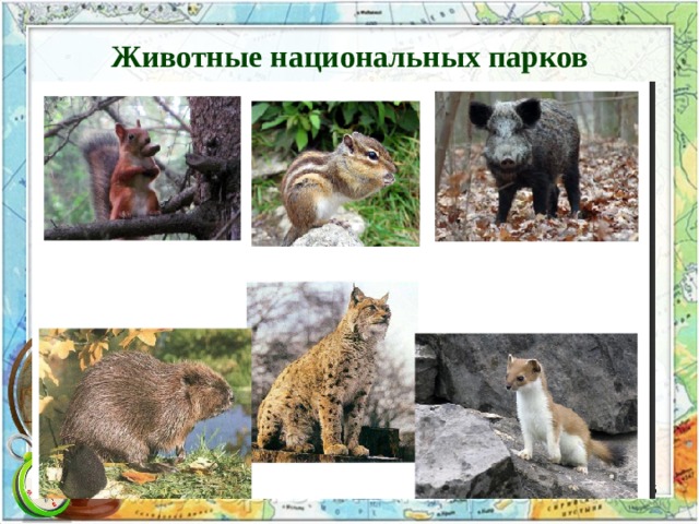 Животные национальных парков  