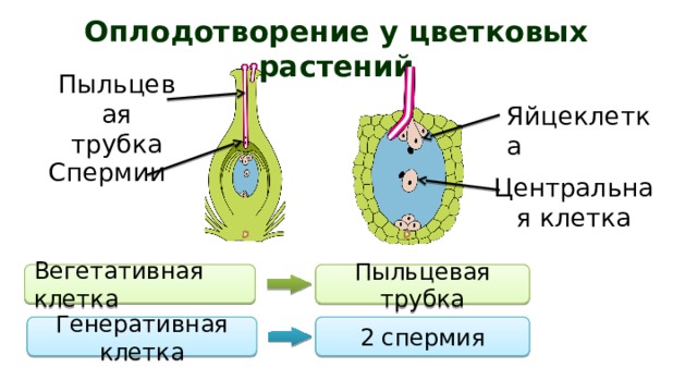 Оплодотворение у цветковых растений Пыльцевая трубка Яйцеклетка Спермии Центральная клетка Вегетативная клетка Пыльцевая трубка Генеративная клетка 2 спермия 
