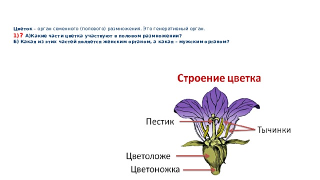    Цветок – орган семенного (полового) размножения. Это генеративный орган.  1) ?  А)Какие части цветка участвуют в половом размножении?  Б) Какая из этих частей является женским органом, а какая – мужским органом?   