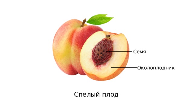 Семя Околоплодник Спелый плод 