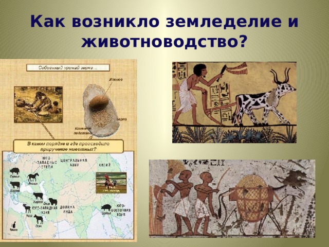 Как возникло земледелие и животноводство? 