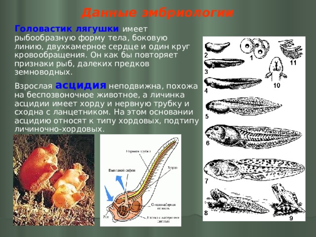 Данные эмбриологии Головастик лягушки  имеет рыбообразную форму тела, боковую линию, двухкамерное сердце и один круг кровообращения. Он как бы повторяет признаки рыб, далеких предков земноводных. Взрослая асцидия неподвижна, похожа на беспозвоночное животное, а личинка асцидии имеет хорду и нервную трубку и сходна с ланцетником. На этом основании асцидию относят к типу хордовых, подтипу личиночно-хордовых. 