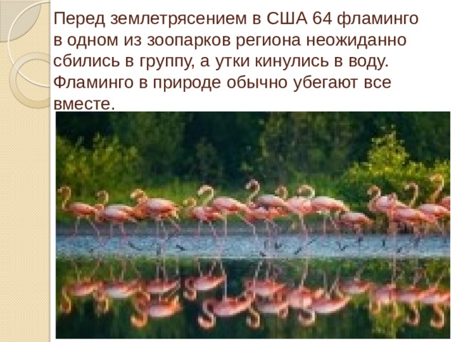 Перед землетрясением в США 64 фламинго в одном из зоопарков региона неожиданно сбились в группу, а утки кинулись в воду. Фламинго в природе обычно убегают все вместе. 