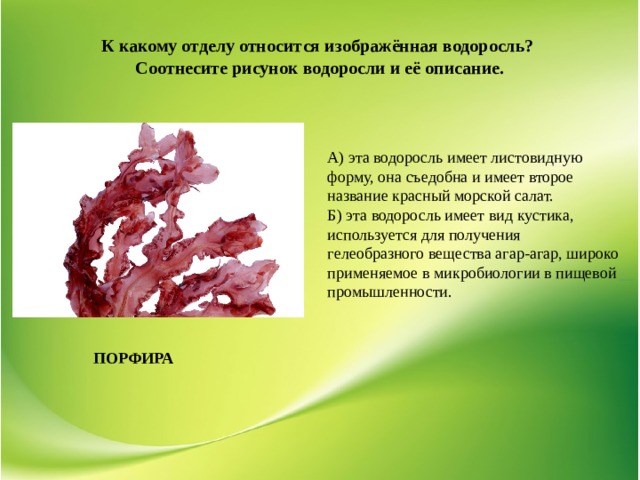 Проект по биологии 6 класс на тему водоросли их разнообразие и значение в природе