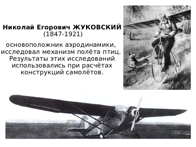 Николай Егорович ЖУКОВСКИЙ  (1847-1921) основоположник аэродинамики, исследовал механизм полёта птиц.  Результаты этих исследований использовались при расчётах конструкций самолётов. 