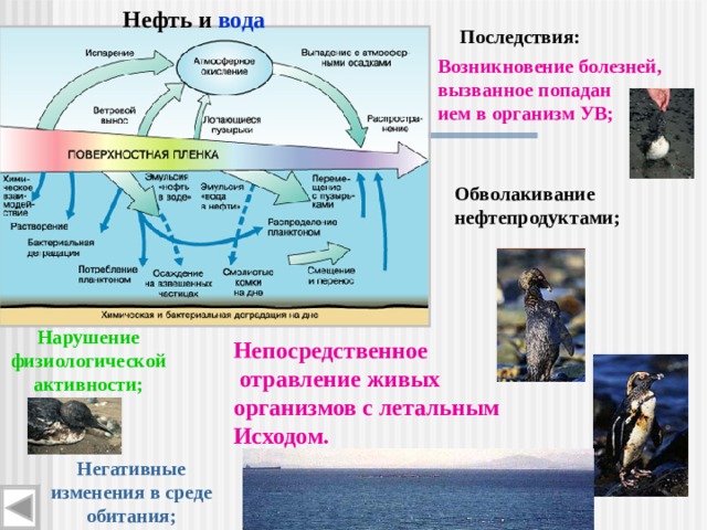 Последствия появления. Обволакивание живого организма нефтепродуктами. Нефть и нефтепродукты негативные последствия. Нефтяная плёнка образование. Нефтяная пленка схема.