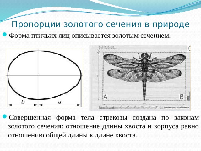 Золотое сечение в природе и искусстве презентация
