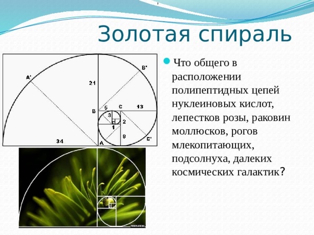 ,   Золотая спираль