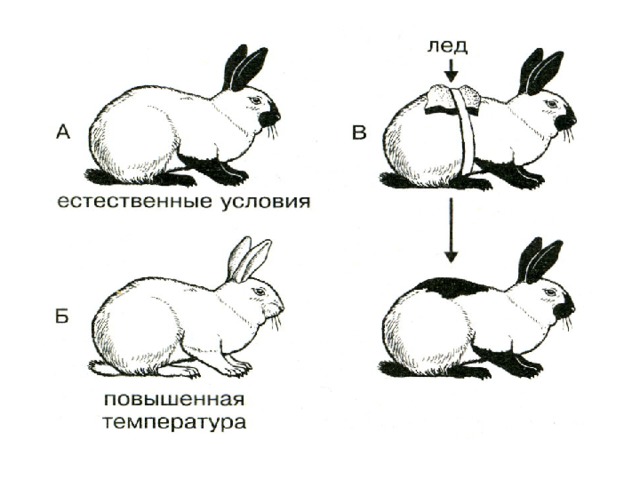 Рассмотрите рисунок на котором изображены зайцы беляки в разные времена года какое общее свойство