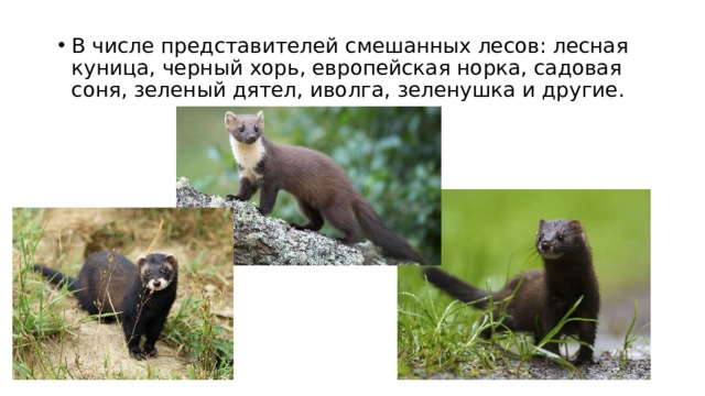 В числе представителей смешанных лесов: лесная куница, черный хорь, европейская норка, садовая соня, зеленый дятел, иволга, зеленушка и другие. 