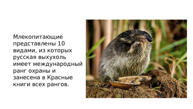 Млекопитающие представлены 10 видами, из которых русская выхухоль имеет международный ранг охраны и занесена в Красные книги всех рангов. 