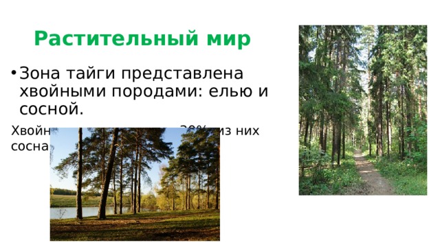 Растительный мир Зона тайги представлена хвойными породами: елью и сосной. Хвойные леса занимают 39%, из них сосна - 13%, ель - 26%. 
