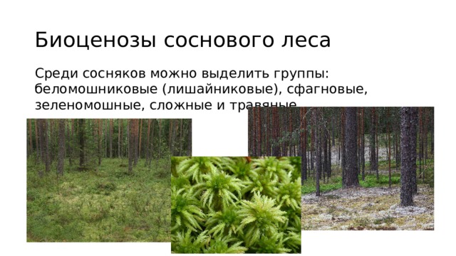 Биоценозы соснового леса Среди сосняков можно выделить группы: беломошниковые (лишайниковые), сфагновые, зеленомошные, сложные и травяные. 