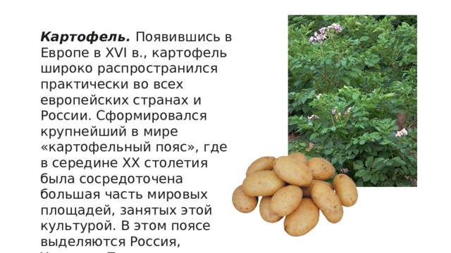 Откуда картошка в россии. Откуда появился картофель. Откуда появилась картошка. Родина картофеля. Как появилась картошка в России.
