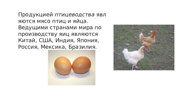 Продукцией  птицеводства  являются мясо птиц и яйца. Ведущими странами мира по производству яиц являются Китай, США, Индия, Япония, Россия, Мексика, Бразилия. 
