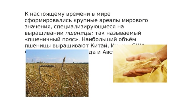 К настоящему времени в мире сформировались крупные ареалы мирового значения, специализирующиеся на выращивании  пшеницы:  так называемый «пшеничный пояс». Наибольший объём пшеницы выращивают Китай, Индия, США, Франция, Россия, Канада и Австралия. 