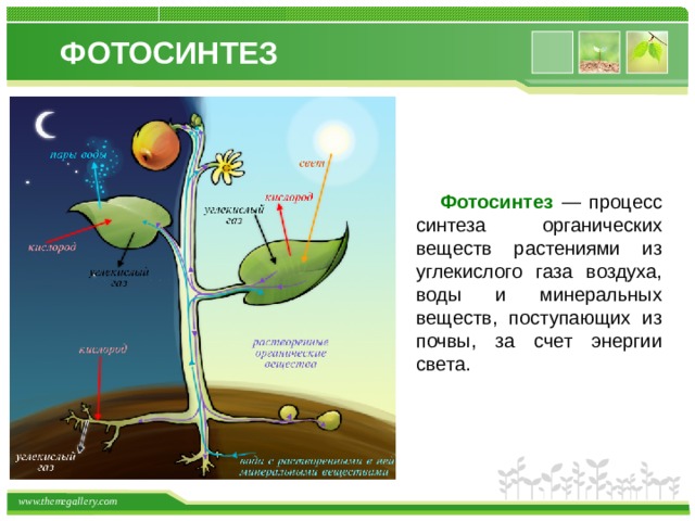 Перемещается углекислый газ из митохондрий в атмосферу. Фотосинтез 3 класс. Схема фотосинтеза биология. Фотосинтез растений 5 класс биология. Процесс фотосинтеза 6 класс биология.