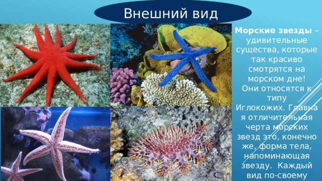 Внешний вид Морские звезды  – удивительные существа, которые так красиво смотрятся на морском дне! Они относятся к типу Иглокожих. Главная отличительная черта морских звезд это, конечно же, форма тела, напоминающая звезду.  Каждый вид по-своему прекрасен и окрашен, имеет разную фактуру поверхности. 