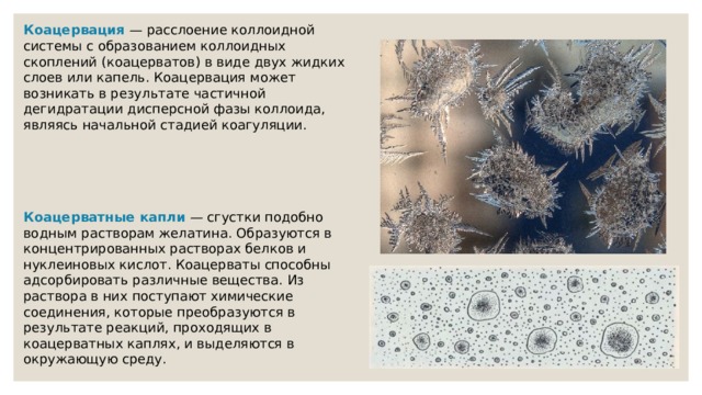 Коацервация — расслоение коллоидной системы с образованием коллоидных скоплений (коацерватов) в виде двух жидких слоев или капель. Коацервация может возникать в результате частичной дегидратации дисперсной фазы коллоида, являясь начальной стадией коагуляции. Коацерватные капли — сгустки подобно водным растворам желатина. Образуются в концентрированных растворах белков и нуклеиновых кислот. Коацерваты способны адсорбировать различные вещества. Из раствора в них поступают химические соединения, которые преобразуются в результате реакций, проходящих в коацерватных каплях, и выделяются в окружающую среду. 