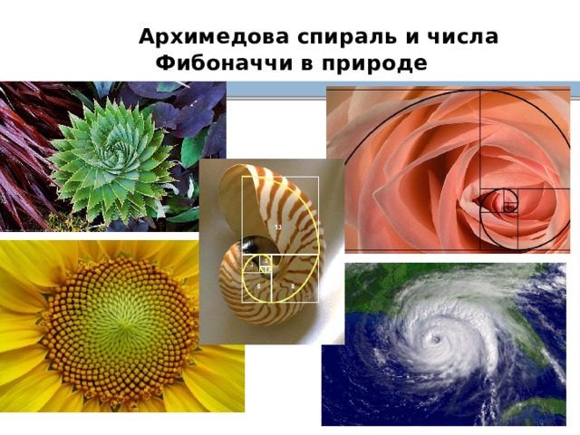 Спирали в математике и окружающем мире проект