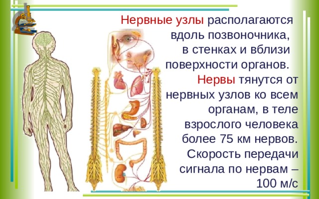 Нервный узел где. Нервные узлы. Нервные узлы находятся. Нервные узлы в нервной системе. В теле человека 75 километров нервов.