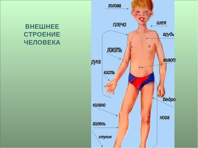 Внешнее строение человека фото
