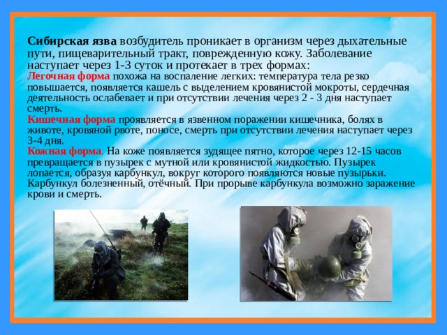 Сибирская язва возбудитель проникает в организм через дыхательные пути, пищеварительный тракт, поврежденную кожу. Заболевание наступает через 1-3 суток и протекает в трех формах: Легочная форма  похожа на воспаление легких: температура тела резко повышается, появляется кашель с выделением кровянистой мокроты, сердечная деятельность ослабевает и при отсутствии лечения через 2 - 3 дня наступает смерть. Кишечная форма  проявляется в язвенном поражении кишечника, болях в животе, кровяной рвоте, поносе, смерть при отсутствии лечения наступает через 3-4 дня. Кожная форма . На коже появляется зудящее пятно, которое через 12-15 часов превращается в пузырек с мутной или кровянистой жидкостью. Пузырек лопается, образуя карбункул, вокруг которого появляются новые пузырьки. Карбункул болезненный, отёчный. При прорыве карбункула возможно заражение крови и смерть.  