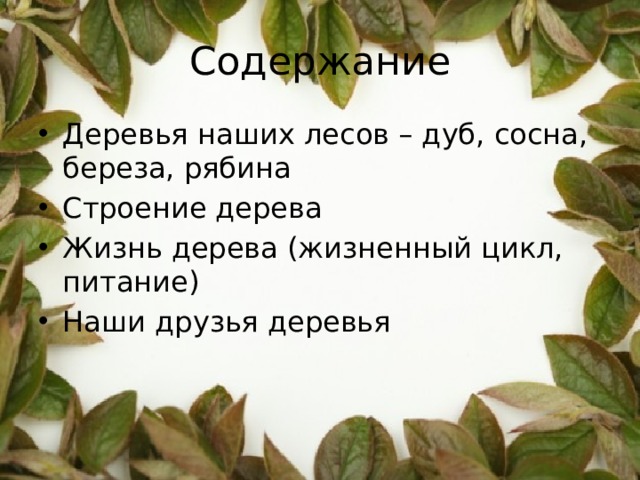 Дерево содержание