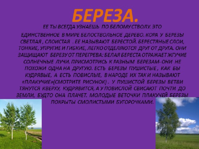 Хвойные деревья. - Начальные классы - Презентации - 1 класс