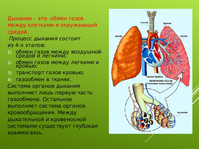 Дыхание – это обмен газов между клетками и окружающей средой.  Процесс дыхания состоит из 4-х этапов: обмен газов между воздушной средой и легкими; обмен газов между легкими и кровью; транспорт газов кровью; газообмен в тканях. Система органов дыхания выполняет лишь первую часть газообмена. Остальное выполняет система органов кровообращения. Между дыхательной и кровеносной системами существует глубокая взаимосвязь. 