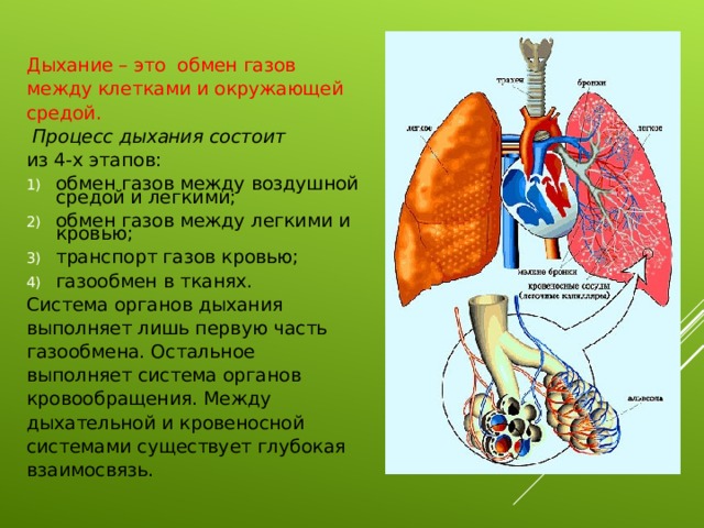 Презентация органы дыхания и газообмен презентация 7 класс