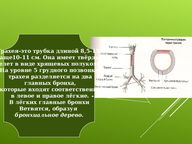 Мягкая задняя стенка трахеи облегчает прохождение воздуха по трахее уменьшает вес трахеи