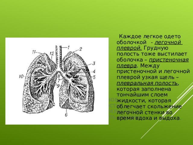 Каждое легкое покрыто оболочкой