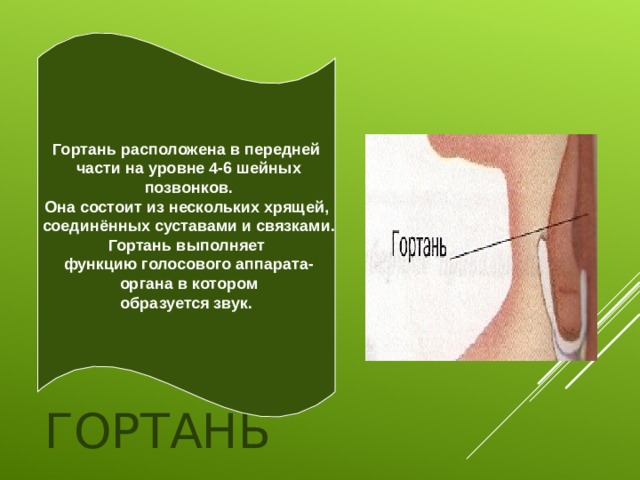 Гортань расположена в передней  части на уровне 4-6 шейных  позвонков. Она состоит из нескольких хрящей,  соединённых суставами и связками. Гортань выполняет  функцию голосового аппарата-  органа в котором образуется звук. ГОРТАНЬ 