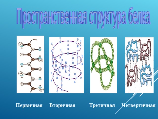 Молекулы имеют первичную вторичную третичную четвертичную структуры. Первичный вторичный третичный четвертичный. Структуры белка первичная вторичная третичная четвертичная. Структуры ДНК первичная вторичная и третичная четвертичная. Белки.первичная вторичная третичная четвертичная вид.