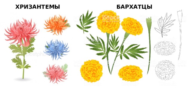 Картинки бархатцы для детей в детском саду