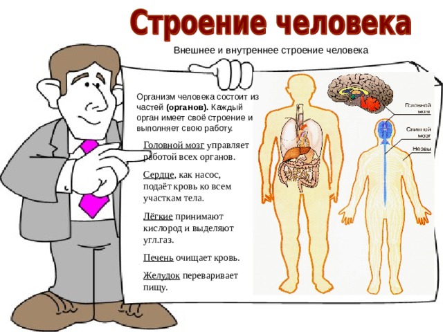 Наибольшая структура человека. Организм человека состоит из частей. Строение человека шуточное. Значение каждого органа человека. Работу всех органов тела человека.