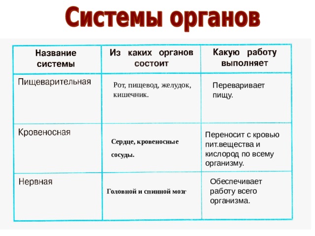 Название системы. Название системы органов 3 класс. Легкие название системы органов. Кровеносная система из каких органов состоит какую работу выполняет. Системы органов человека цвета.