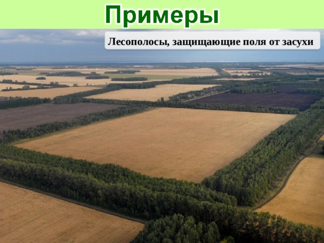 Лесополосы, защищающие поля от засухи 