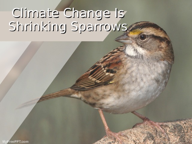 Climate Change Is Shrinking Sparrows 