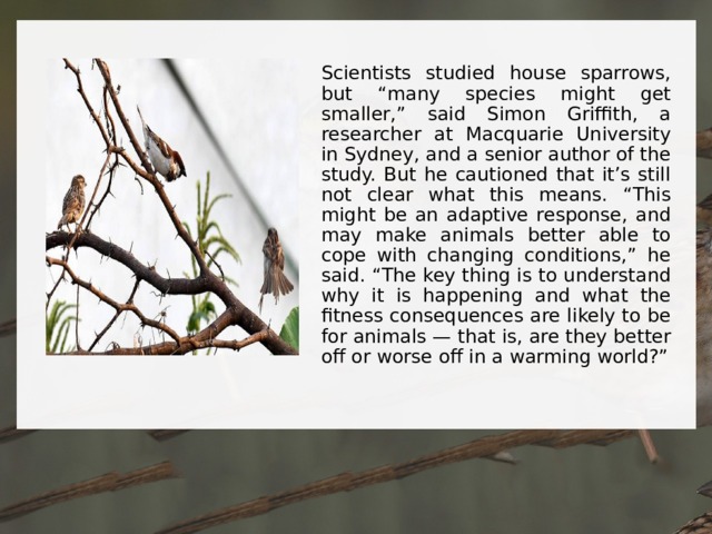 Scientists studied house sparrows, but “many species might get smaller,” said Simon Griffith, a researcher at Macquarie University in Sydney, and a senior author of the study. But he cautioned that it’s still not clear what this means. “This might be an adaptive response, and may make animals better able to cope with changing conditions,” he said. “The key thing is to understand why it is happening and what the fitness consequences are likely to be for animals — that is, are they better off or worse off in a warming world?” 