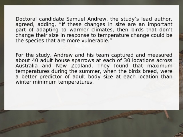 Doctoral candidate Samuel Andrew, the study’s lead author, agreed, adding, “If these changes in size are an important part of adapting to warmer climates, then birds that don’t change their size in response to temperature change could be the species that are more vulnerable.”   For the study, Andrew and his team captured and measured about 40 adult house sparrows at each of 30 locations across Australia and New Zealand. They found that maximum temperatures during the summer, when the birds breed, were a better predictor of adult body size at each location than winter minimum temperatures. 