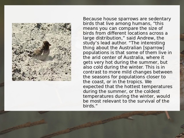 Because house sparrows are sedentary birds that live among humans, “this means you can compare the size of birds from different locations across a large distribution,” said Andrew, the study’s lead author. “The interesting thing about the Australian [sparrow] populations is that some of them live in the arid center of Australia, where it gets very hot during the summer, but also cold during the winter. This is in contrast to more mild changes between the seasons for populations closer to the coast, or in the tropics. We expected that the hottest temperatures during the summer, or the coldest temperatures during the winter, would be most relevant to the survival of the birds.” 