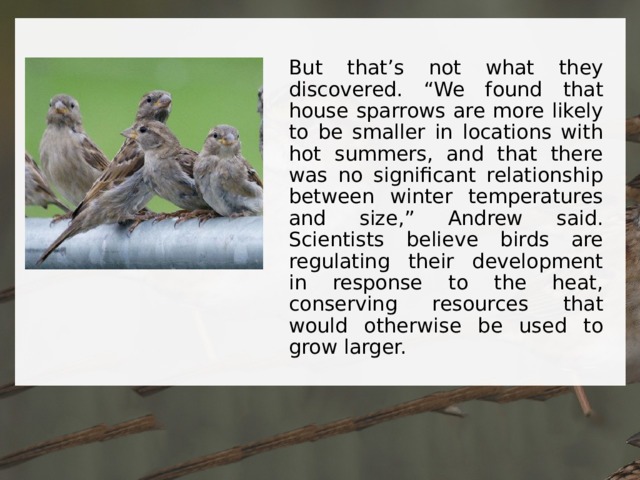 But that’s not what they discovered. “We found that house sparrows are more likely to be smaller in locations with hot summers, and that there was no significant relationship between winter temperatures and size,” Andrew said. Scientists believe birds are regulating their development in response to the heat, conserving resources that would otherwise be used to grow larger. 